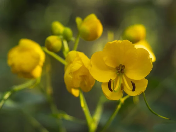 Bulanık Arkaplanda Sarı Cassia Floribunda Çiçeklerinin Yakın Plan Fotoğrafı — Stok fotoğraf