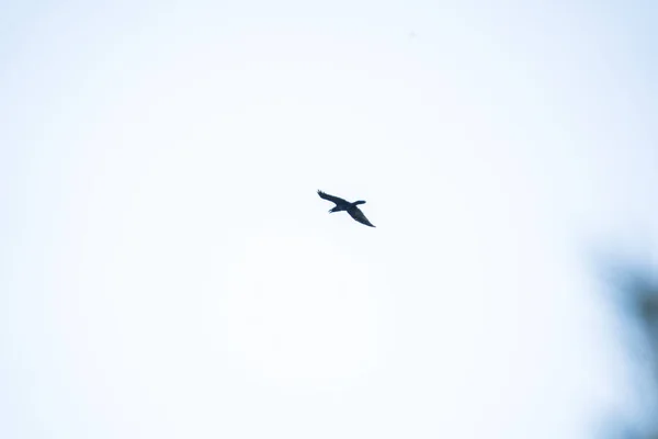 Ein Blick Auf Einen Vogel Der Hoch Den Blauen Himmel — Stockfoto