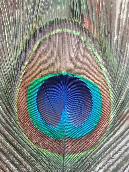 Makro Pięknego Kolorowego Pióra Pawia — Zdjęcie stockowe