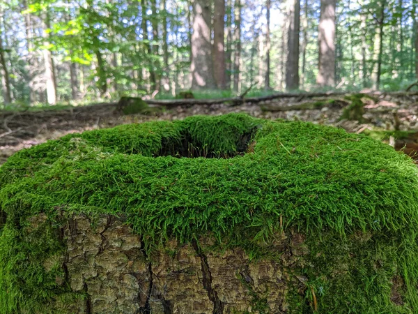 Tronco Árbol Cortado Cubierto Musgo Bosque Con Árboles Densos Fondo —  Fotos de Stock