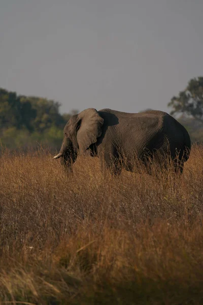 Een Verticaal Schot Van Een Olifant Zijn Habitat Safari Okavanga — Stockfoto