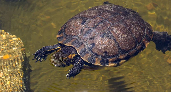 Nahaufnahme Einer Meer Schwimmenden Schildkröte — Stockfoto