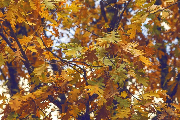 Primo Piano Foglie Quercia Ingiallente Albero Sotto Luce Del Sole — Foto Stock