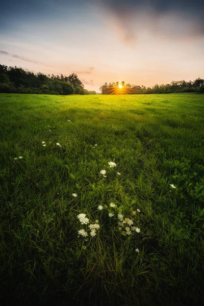 Günbatımında Taze Yeşil Çimlerin Dikey Görüntüsü — Stok fotoğraf