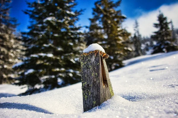 Sviçre Deki Glaubenberg Geçidi Nde Karlı Bir Odun Parçası — Stok fotoğraf