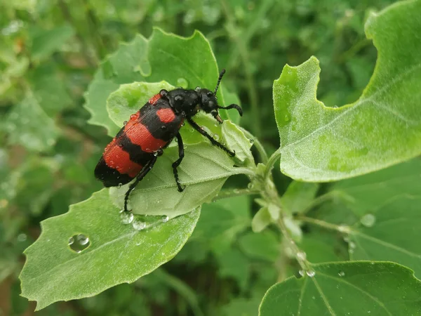Yeşil Yaprağın Üzerinde Turuncu Siyah Bir Böceğin Yakın Çekimi — Stok fotoğraf