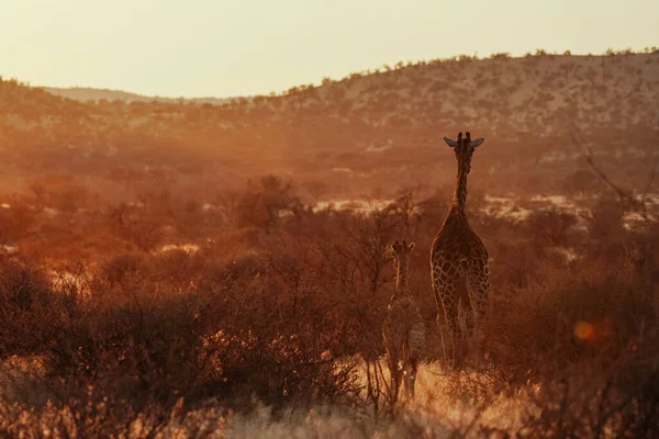 Vue Une Girafe Mère Son Bébé Dans Leur Habitat Lors — Photo