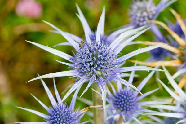 Blue Colored White Thistle Grown Garden — Stock Photo, Image