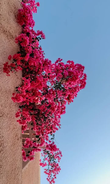 Krásné Myrtle Kvetoucí Rostliny Rostou Stěně Letoviska Santorini — Stock fotografie