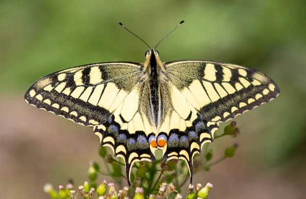 Primo Piano Una Farfalla Coda Rondine — Foto Stock