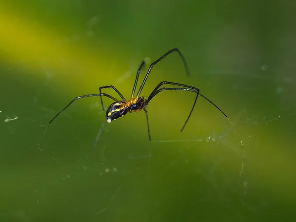 Primer Plano Una Araña Posada Una Tela Sobre Fondo Borroso —  Fotos de Stock