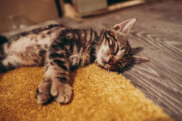 一只可爱的灰色胖胖的小猫睡在地板上的特写镜头 — 图库照片