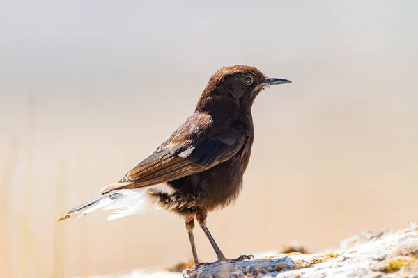 Closeup Shot Black Wheatear White Tail Stone Pantano Utxesa Catalonia — Stock Photo, Image