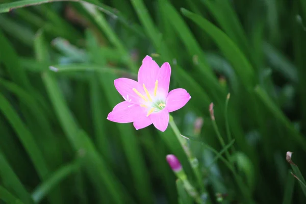 Jemný Růžový Květ Trčí Rozmazaném Pozadí Poli Zářivé Zelené Trávy — Stock fotografie