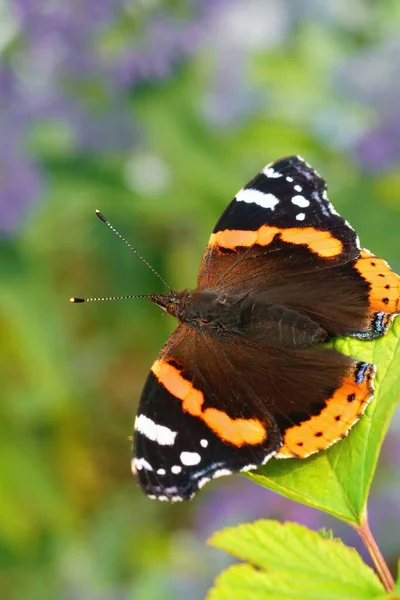 Vertical Closeup Colorful Vanessa Atalanta Butterfly Posing Open Wings Garden — Stock Photo, Image