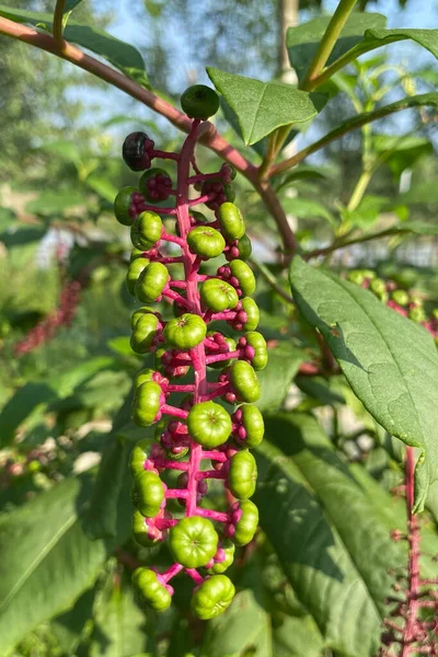 Vertikal Bild Phytolacca Acinosa Växtfrukter — Stockfoto