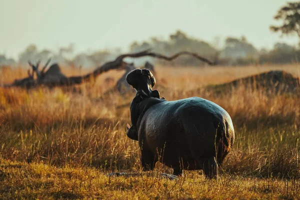 Ein Blick Auf Ein Flusspferd Seinem Lebensraum Auf Safari Okavanga — Stockfoto