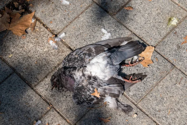 Primer Plano Una Paloma Muerta Suelo Ladrillo Con Hojas Otoño —  Fotos de Stock