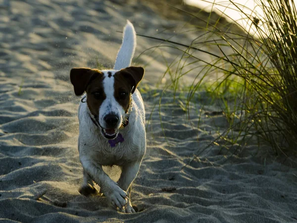 Closeup Jack Russell Terrier Playing Beach — Stock Photo, Image