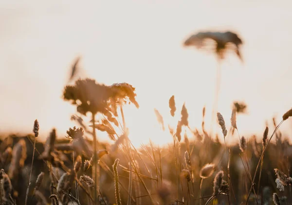 Plan Sélectif Champ Céréales Coucher Soleil — Photo