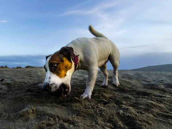 Eine Nahaufnahme Des Jack Russell Terriers Strand — Stockfoto