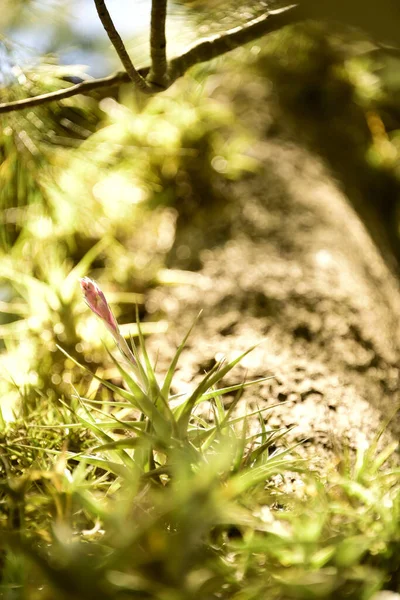 Disparo Vertical Flor Clavel Aire Sobre Fondo Bokeh —  Fotos de Stock