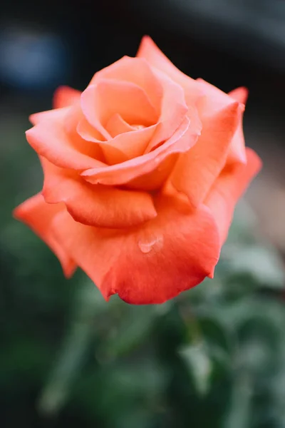 Plan Vertical Une Fleur Rose Orangée Fleurs — Photo