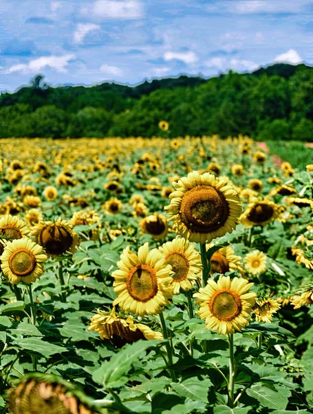 Beautiful Sunflower Field Dense Trees Background Sunny Day — Stock Photo, Image