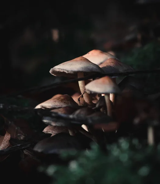 Foco Seletivo Cogumelos Chão Floresta Contra Fundo Turvo — Fotografia de Stock