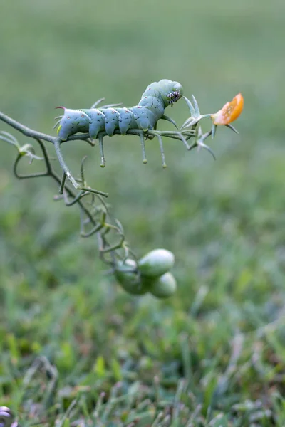 토마토 초본에 Hornworm 애벌레의 매크로 — 스톡 사진