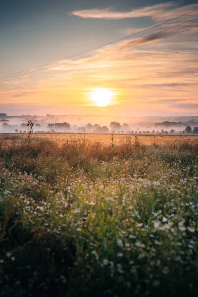 Vertical Shot Field Wildflowers Scenic Sunset — Stock Photo, Image