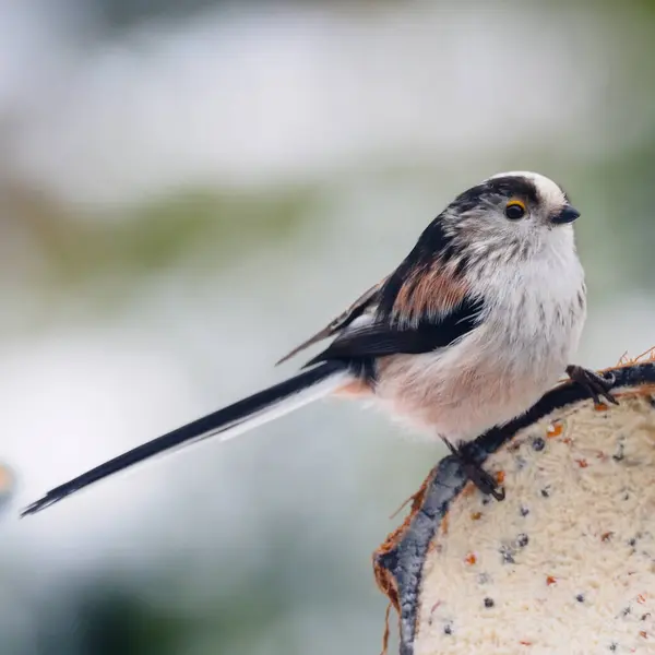 Selective Focus Shot Long Tailed Tit Bird Perched Outdoors — Photo