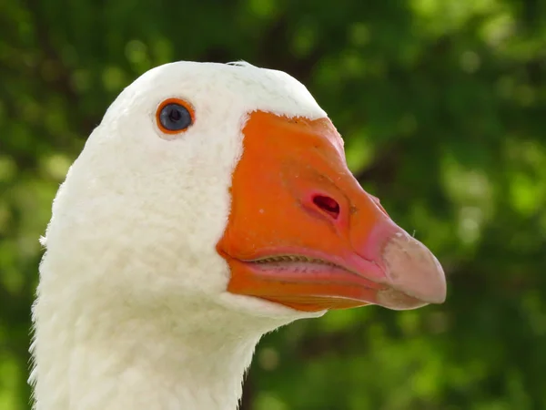 Detailní Záběr Husí Obličej — Stock fotografie