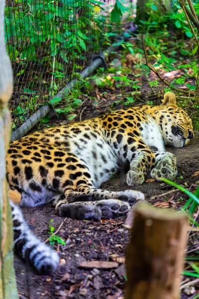 Leopardo Peludo Marrom Manchado Deitado Chão Dormindo Zoológico — Fotografia de Stock