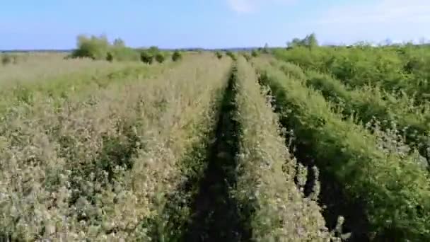 Campo Verde Con Grande Albero — Video Stock