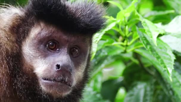 동물원에 귀여운 원숭이의 — 비디오