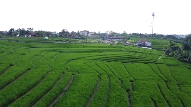 Plantación Verde Por Mañana — Vídeos de Stock