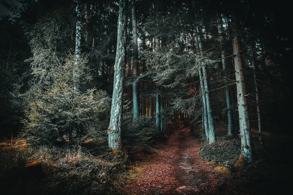 Ścieżka Otoczona Wysokimi Drzewami Roślinami Lesie Bawarskim — Zdjęcie stockowe