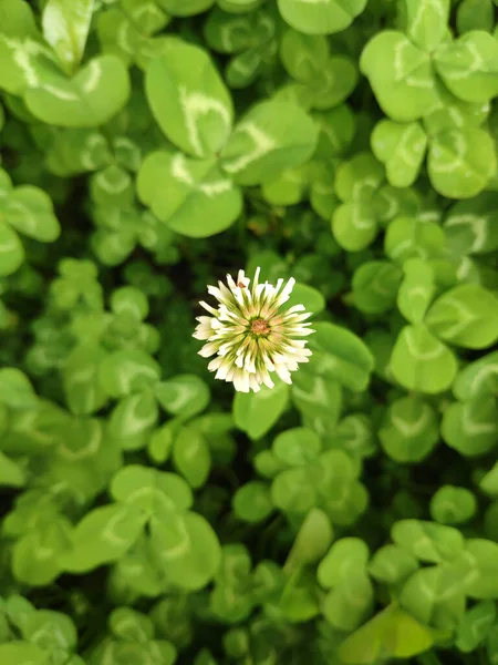 Een Kleine Witte Bloem Het Midden Van Groene Bladeren — Stockfoto