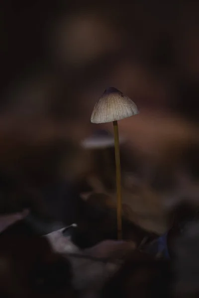 Selective Focus Little Mushroom Forest Ground Blurred Background — Stock Photo, Image