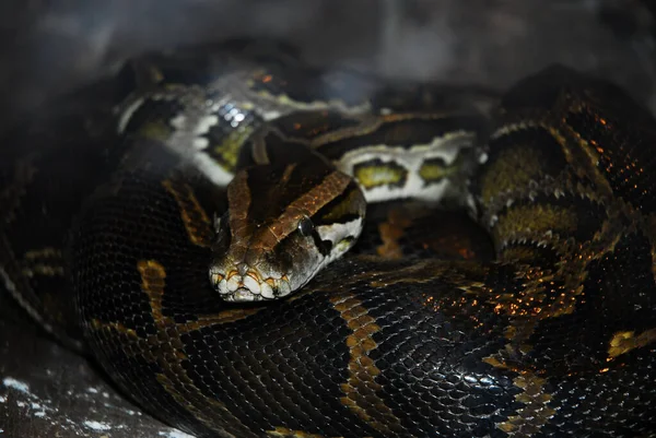Tiro Perto Moluro Venenoso Python — Fotografia de Stock
