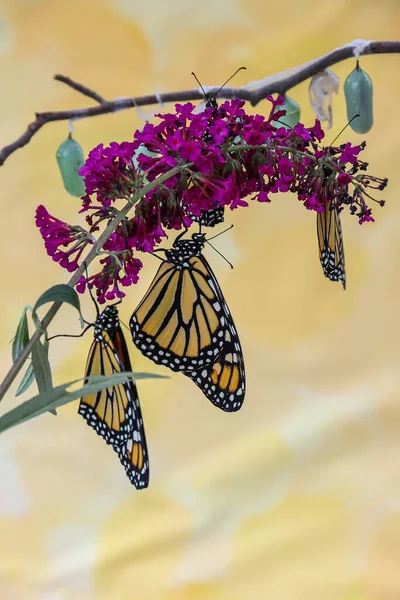 Makro Záběr Motýlů Růžovém Květu — Stock fotografie