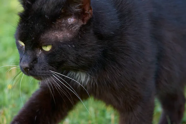 Eine Selektive Fokusaufnahme Einer Schwarzen Katze Die Gras Steht — Stockfoto