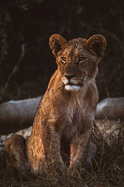 Een Verticaal Schot Van Een Leeuw Zijn Habitat Safari Okavanga — Stockfoto