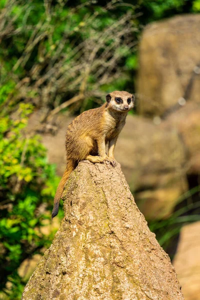 在动物园模糊的背景下 岩石上那只可爱的褐色Meerkat — 图库照片