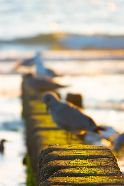 一群海鸥栖息在海岸的混凝土防波堤上 — 图库照片
