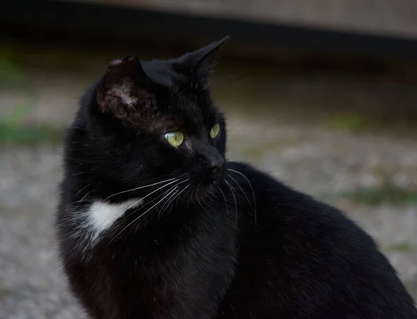 Избирательный Снимок Черной Кошки Смотрящей Сторону — стоковое фото