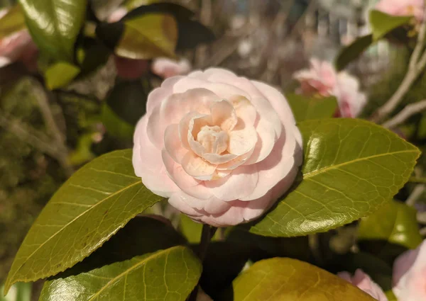 Primer Plano Una Rosa Blanca Creciendo — Foto de Stock