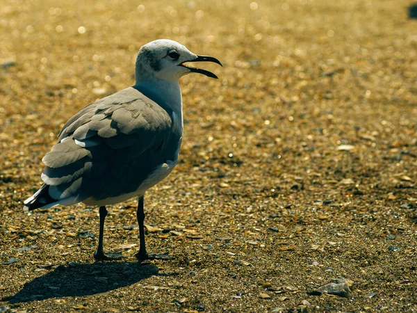 Zdjęcie Bliska Mewy Piaszczystej Plaży — Zdjęcie stockowe