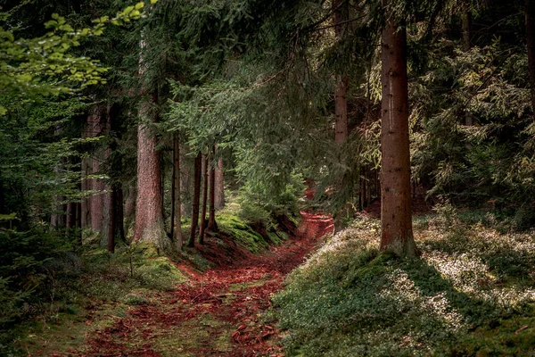 Het Pad Omringd Door Hoge Pijnbomen Planten Beierse Woud — Stockfoto